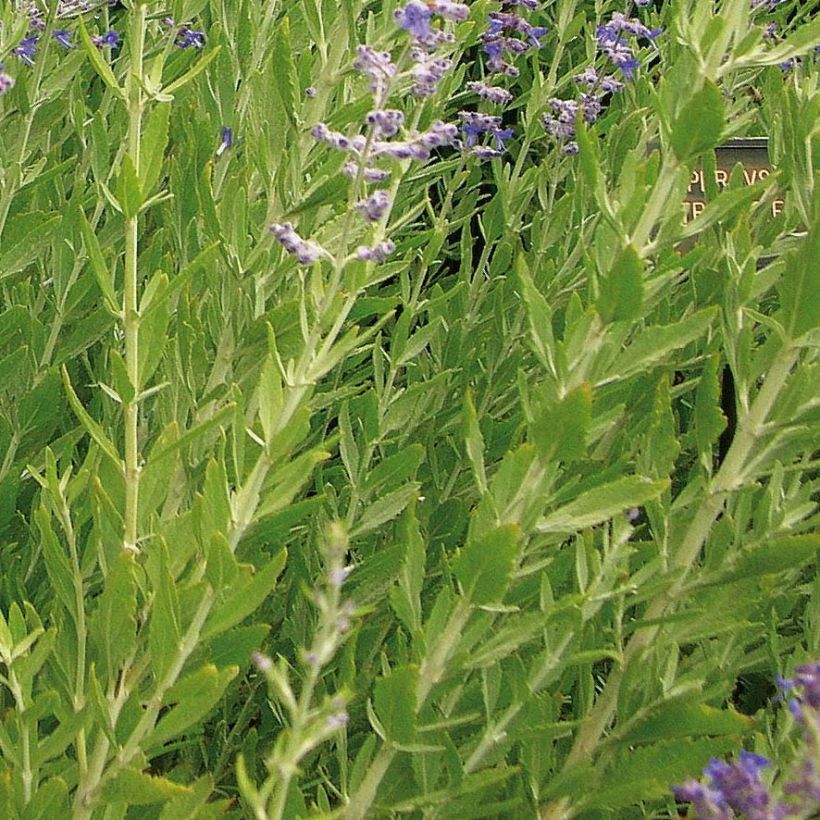 Perovskia atriplicifolia Little Spire - Salvia russa (Fogliame)