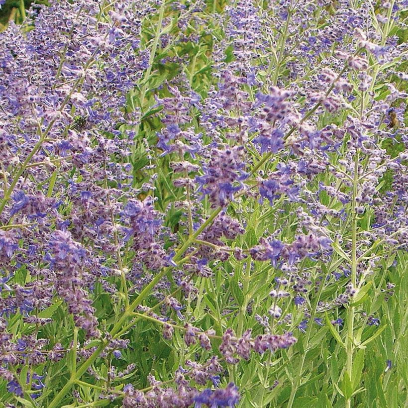 Perovskia atriplicifolia Little Spire - Salvia russa (Fioritura)