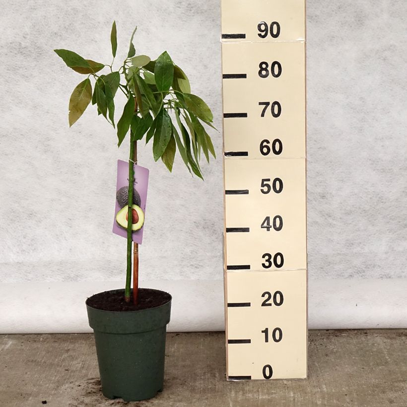 Persea americana Hass - Avocado Vaso da 6L/7LAltezza consegnata circa 50/60cm esemplare consegnato in primavera