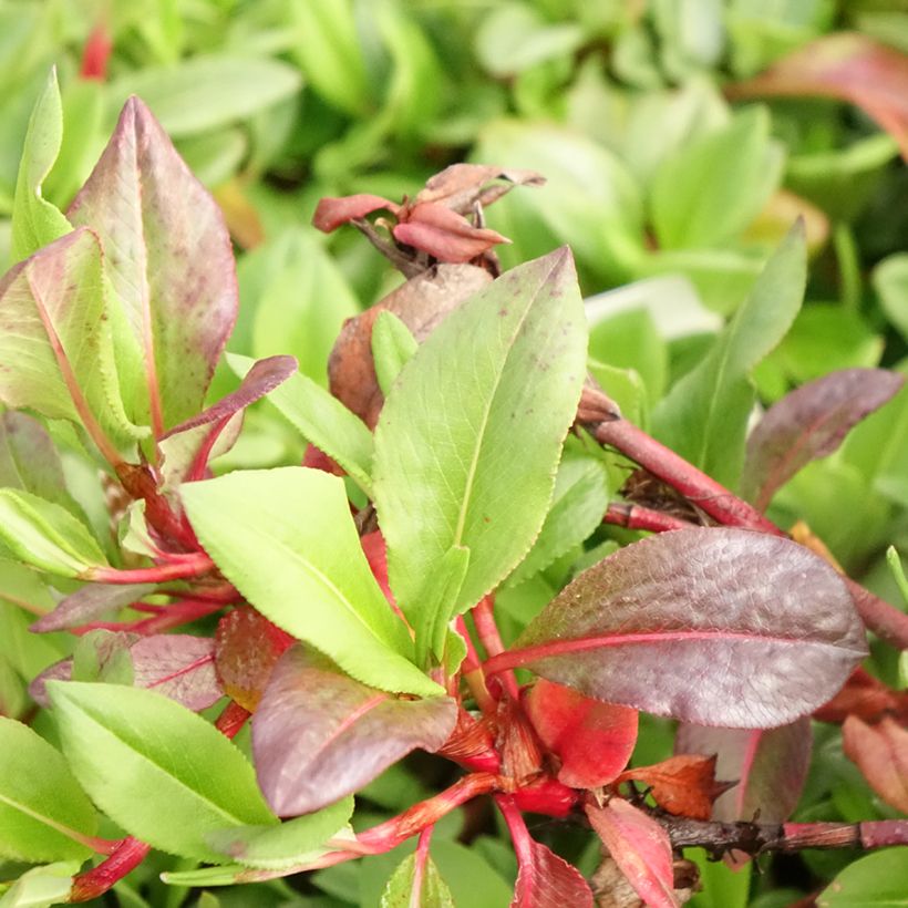 Persicaria affinis Superba (Fogliame)