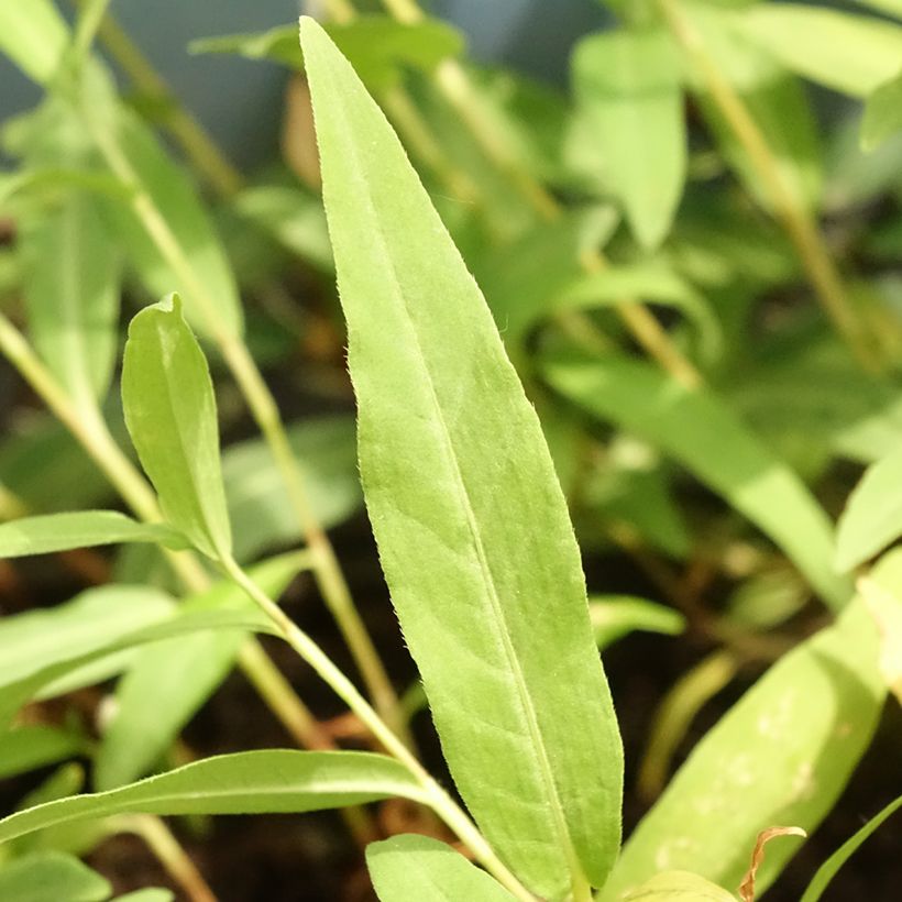 Persicaria amphibia - Poligono anfibio (Fogliame)