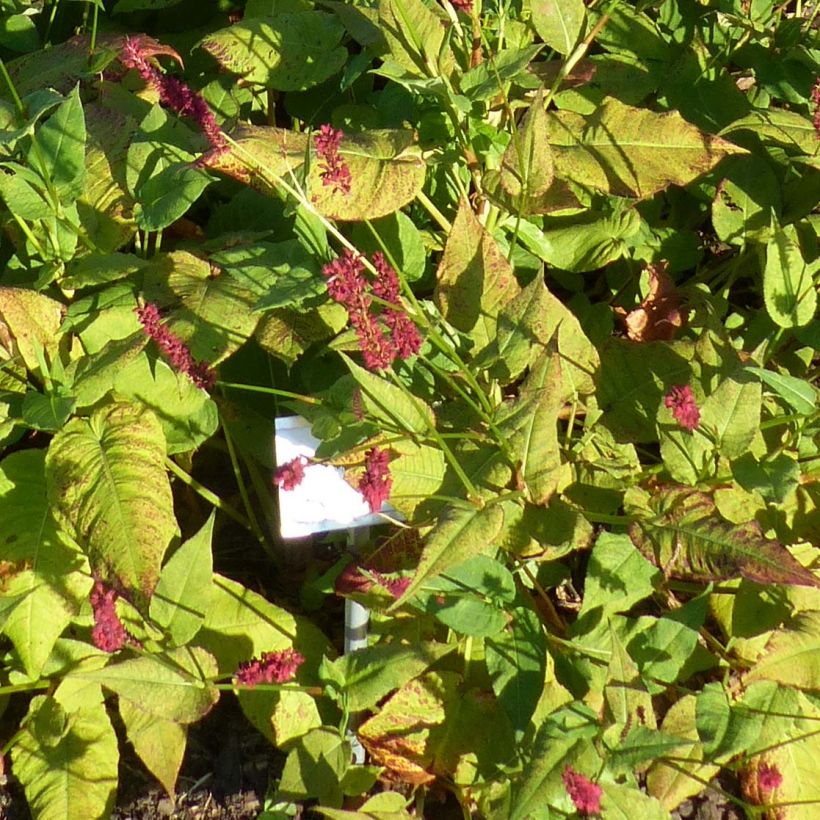 Persicaria amplexicaulis Blackfield (Fogliame)