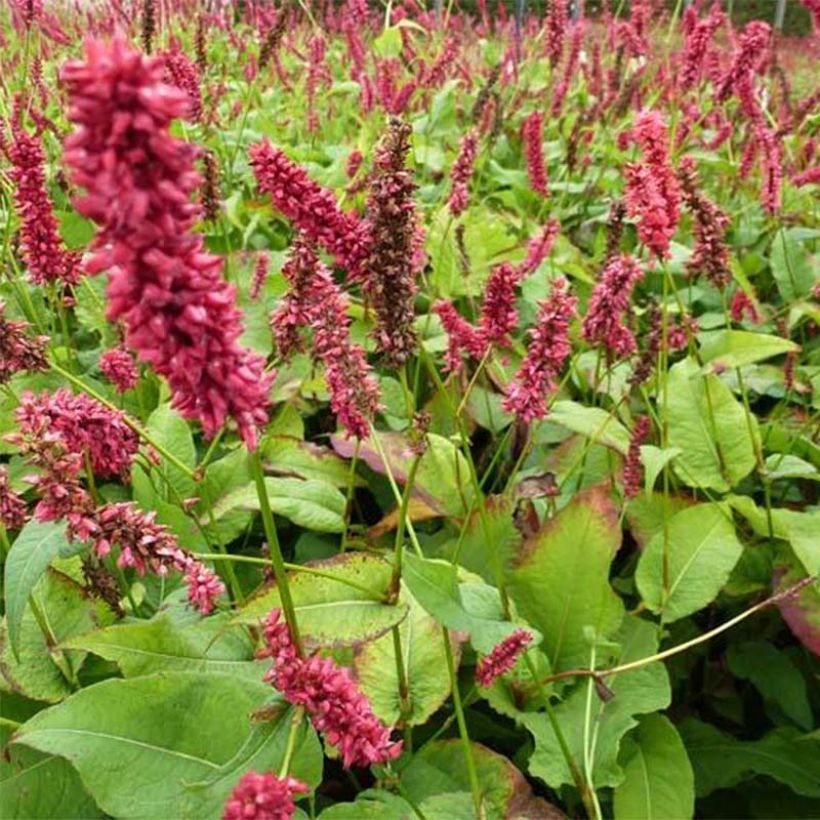 Persicaria amplexicaulis Dikke Floskes (Fogliame)