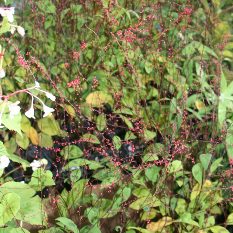 Persicaria virginiana var. filiformis (Fioritura)