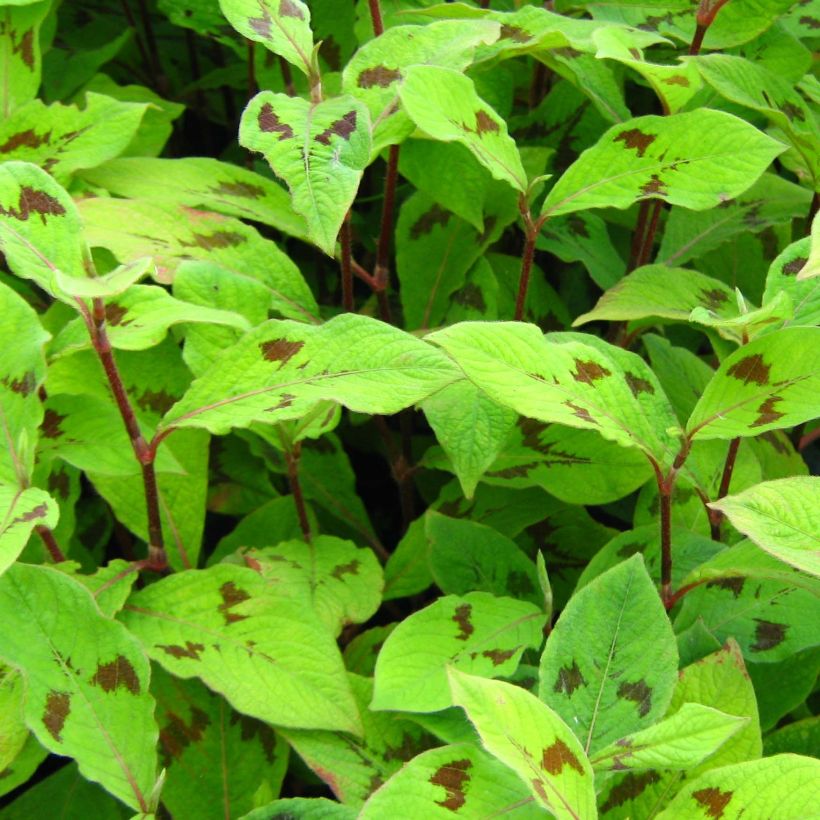 Persicaria virginiana var. filiformis (Fogliame)