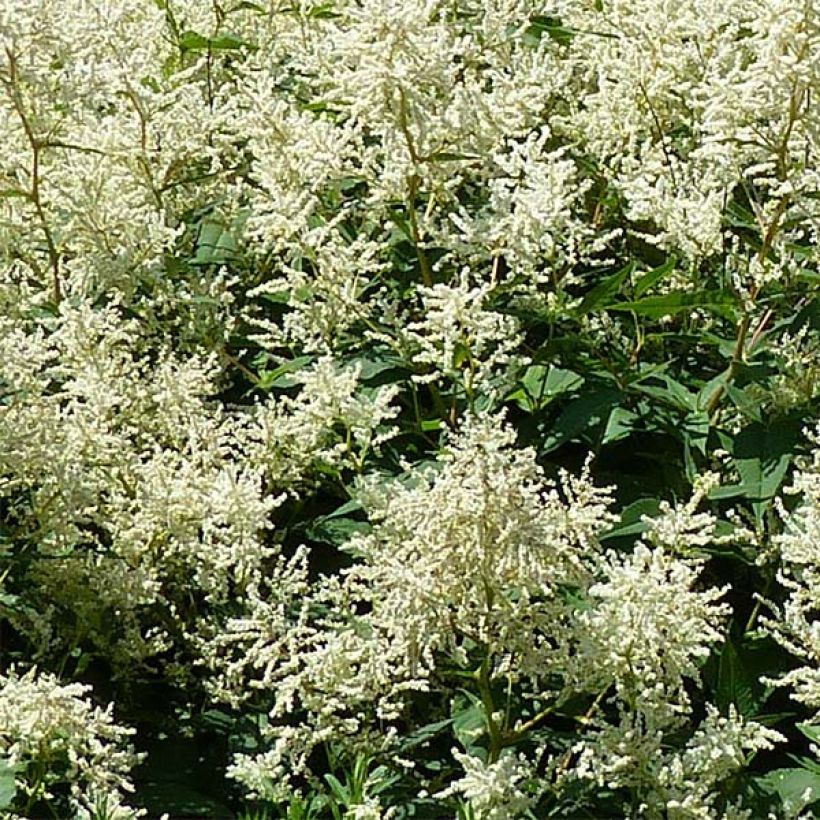 Persicaria polymorpha (Fioritura)