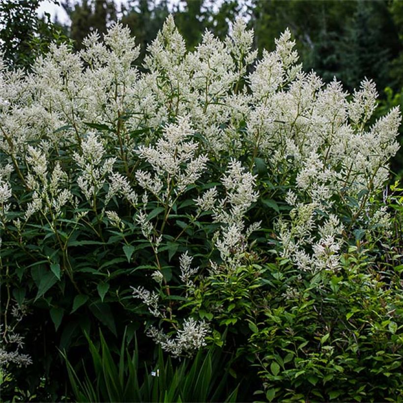 Persicaria polymorpha (Porto)