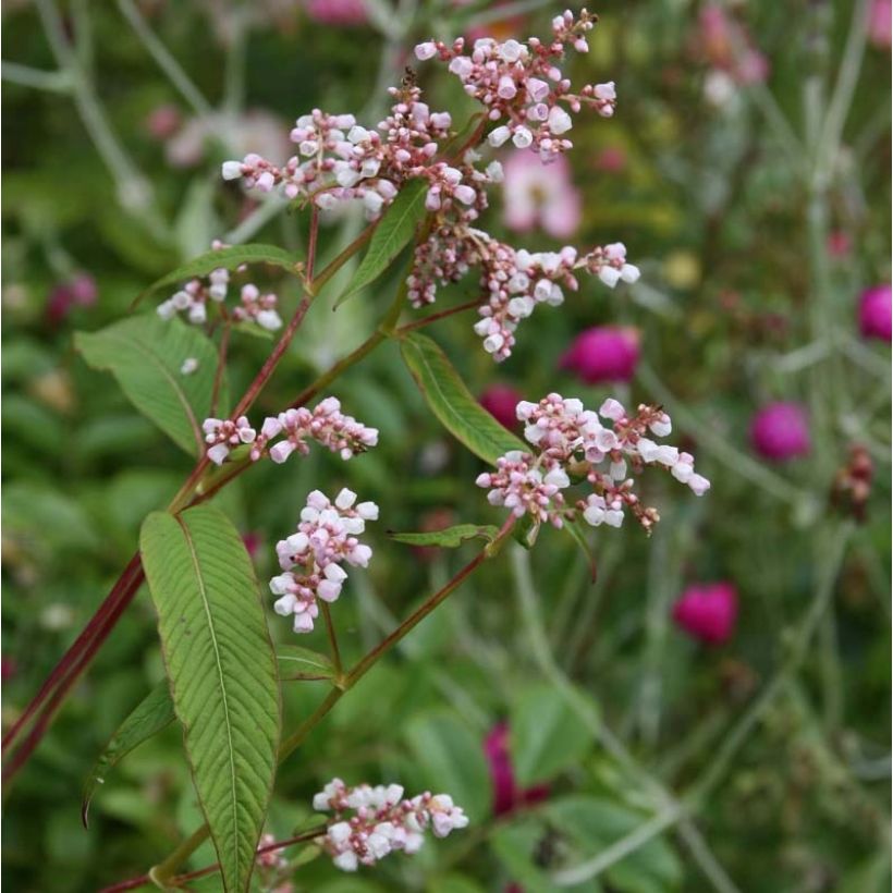 Persicaria campanulata (Fioritura)