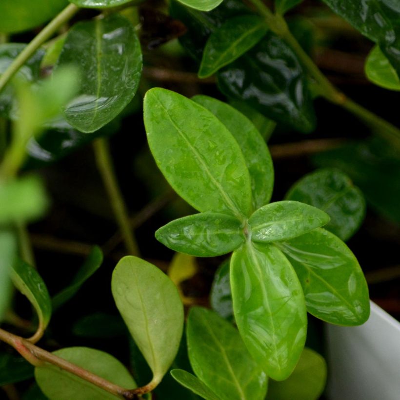 Vinca minor Atropurpurea - Pervinca minore (Fogliame)