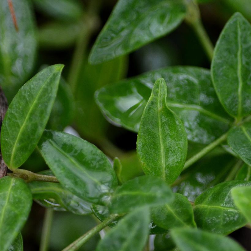 Vinca minor Marie - Pervinca minore (Fogliame)