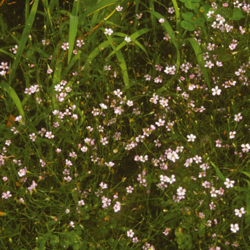 Petrorhagia saxifraga - Garofanina spaccasassi (Fioritura)