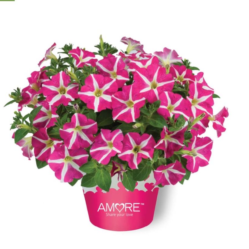 Petunia Amore Pink Hearts (Porto)