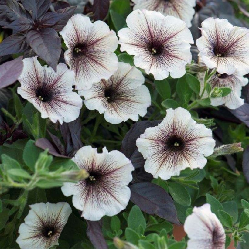 Petunia Designer Cappuccino (Fioritura)