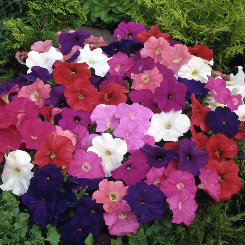 Petunia Mambo Mix (Fioritura)