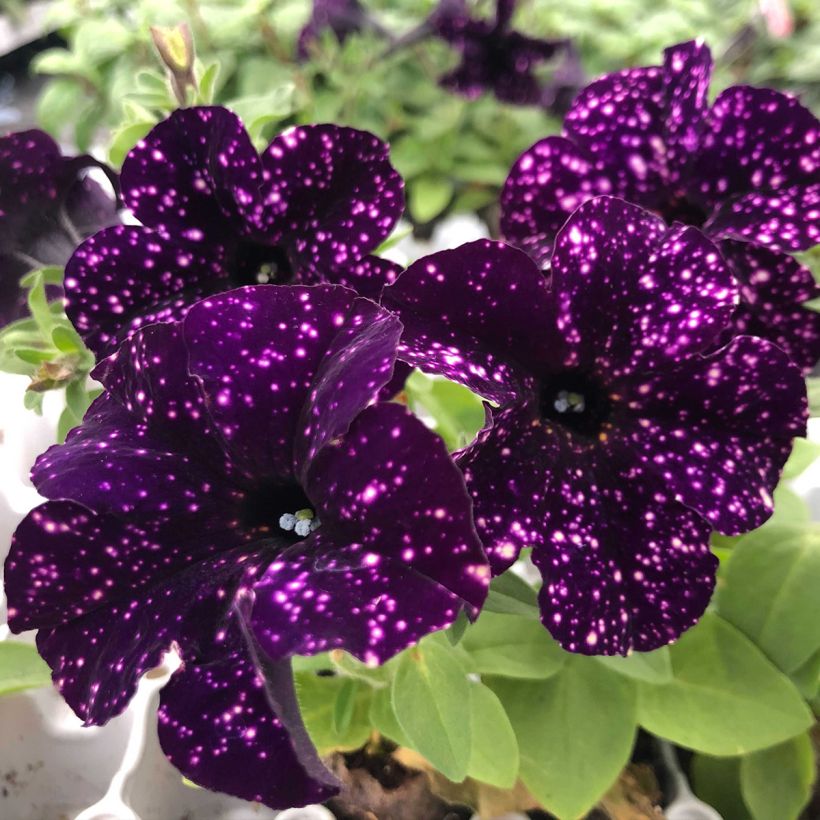 Petunia Mystery Sky (Fioritura)