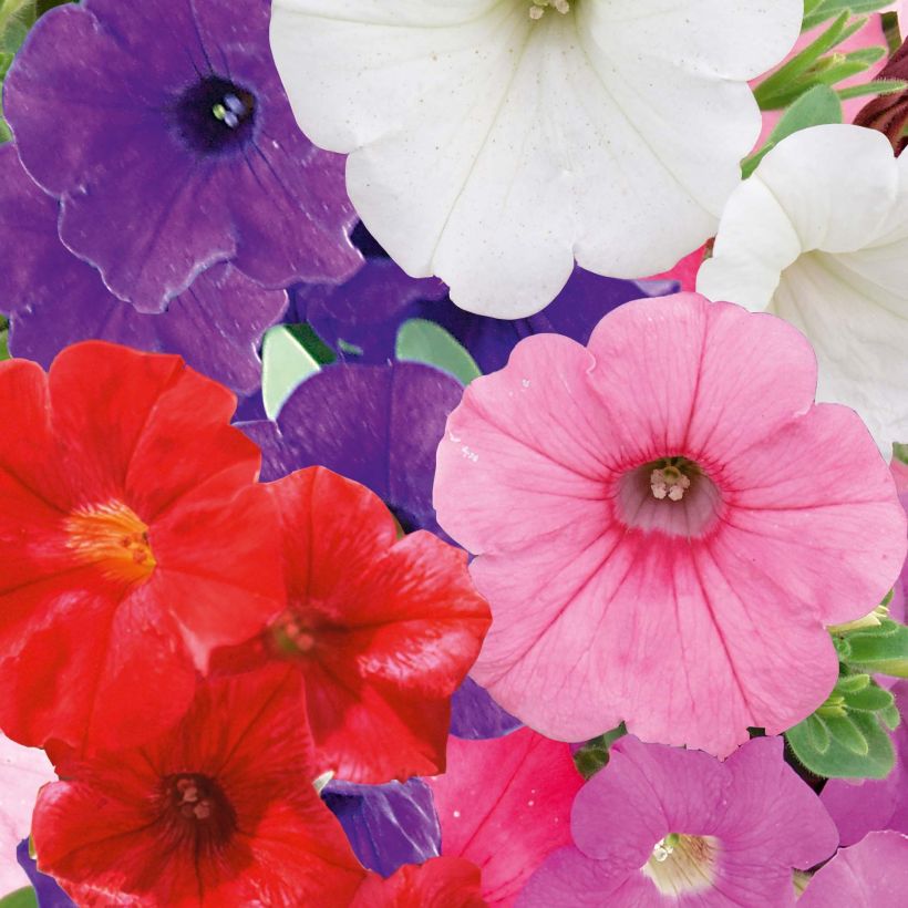 Petunia Parure Mix (Fioritura)