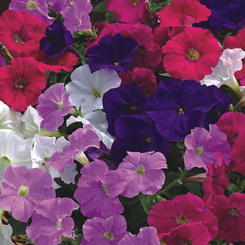 Petunia Picobella Cascade (Fioritura)