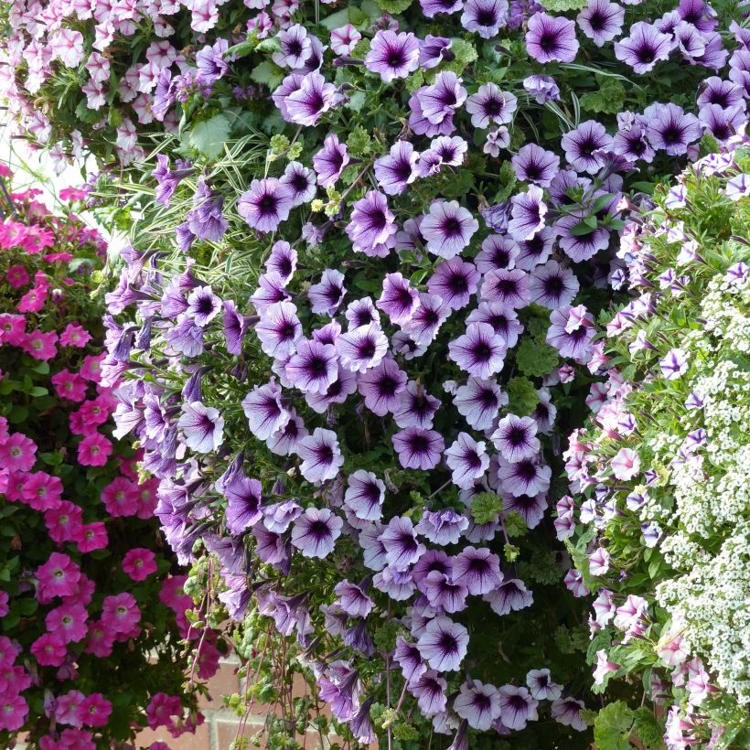 Petunia Supertunia Bordeaux (Porto)