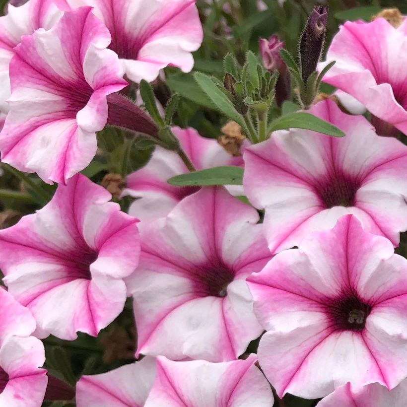 Petunia Supertunia Pink Star (Fioritura)