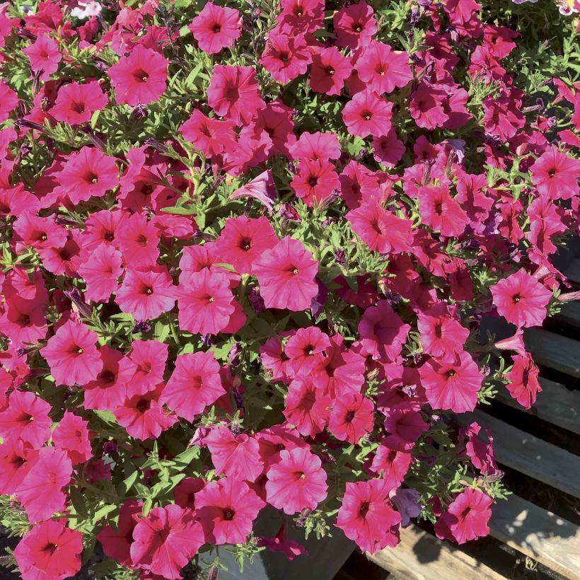 Petunia Supertunia Vista Paradise (Fioritura)