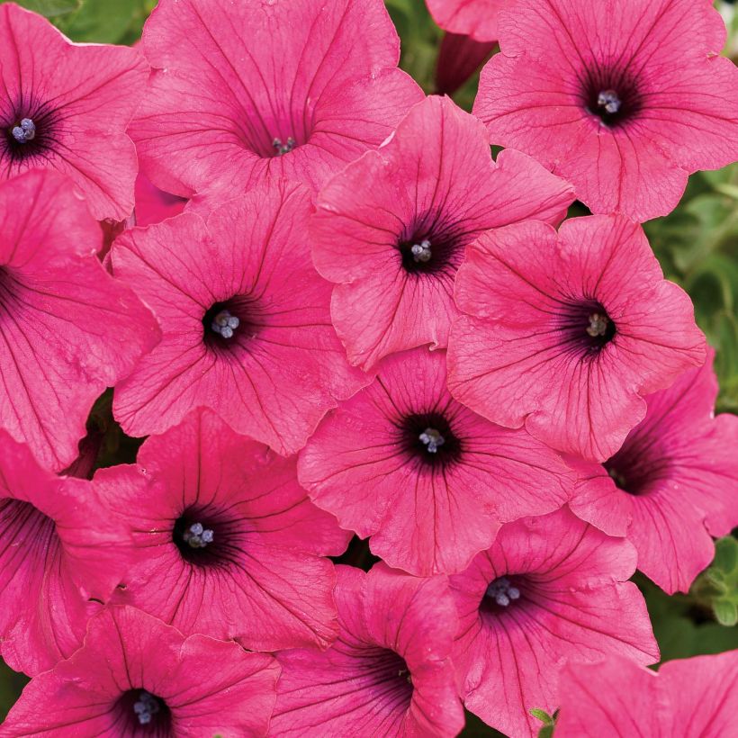 Petunia Supertunia Vista Fuchsia (Fioritura)