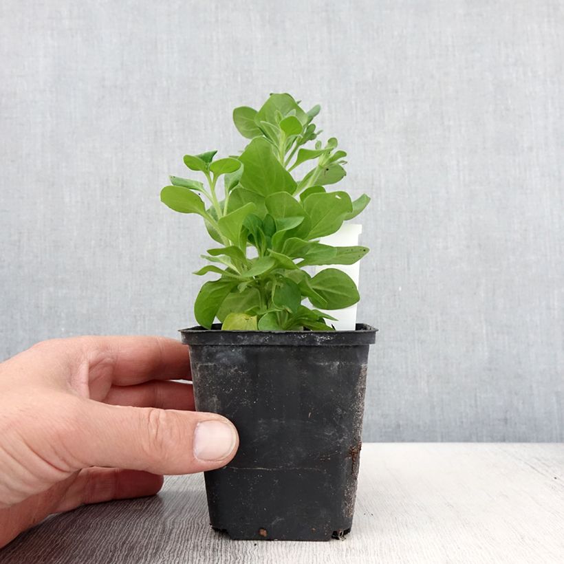 Petunia Tumbelina Diana double blanc - pot de 10/11cm esemplare consegnato in primavera