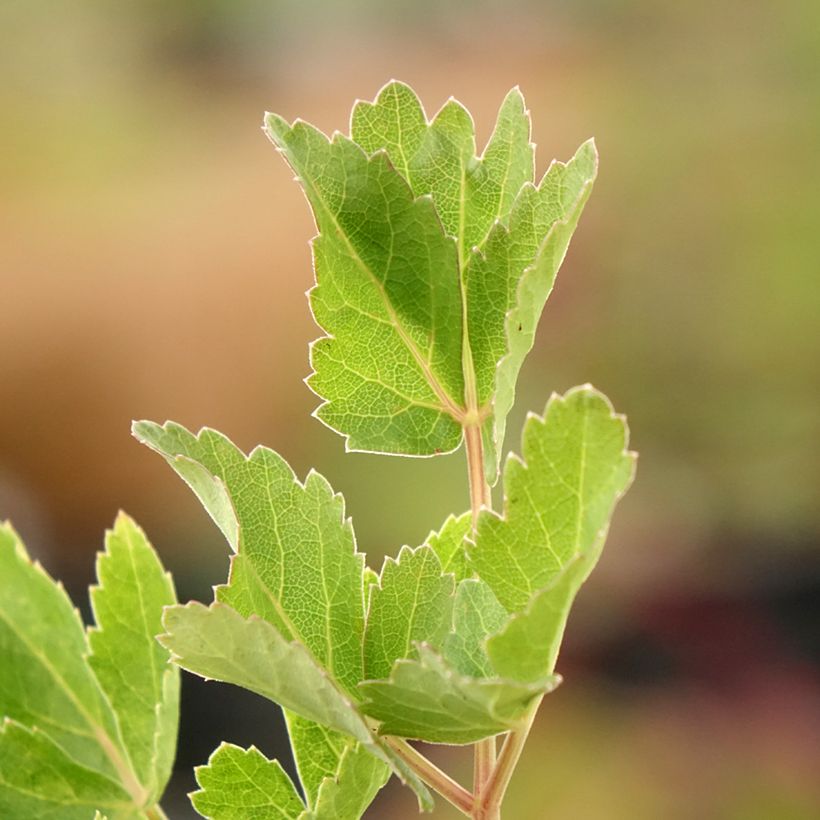 Peucedanum verticillare - Imperatoria di Tommasini (Fogliame)