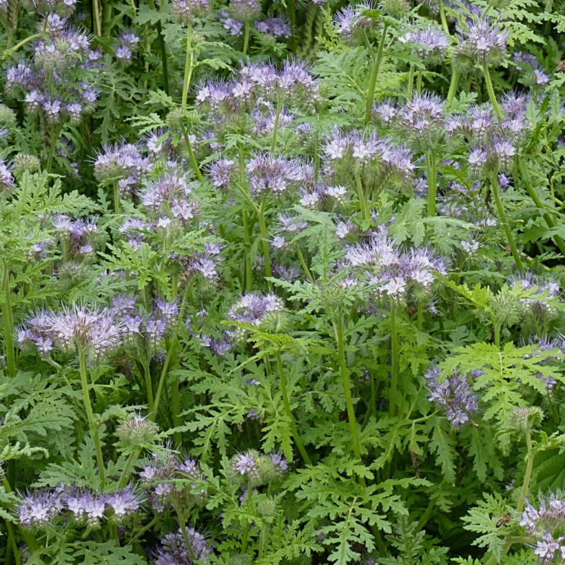 Phacelia tanacetifolia (sovescio) - Facelia (Porto)