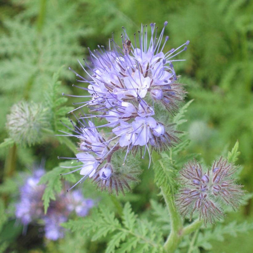 Phacelia tanacetifolia (sovescio) - Facelia (Fioritura)