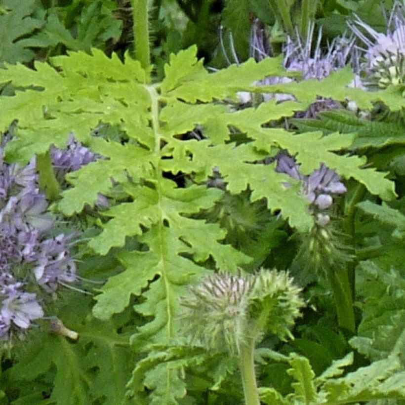 Phacelia tanacetifolia (sovescio) - Facelia (Fogliame)