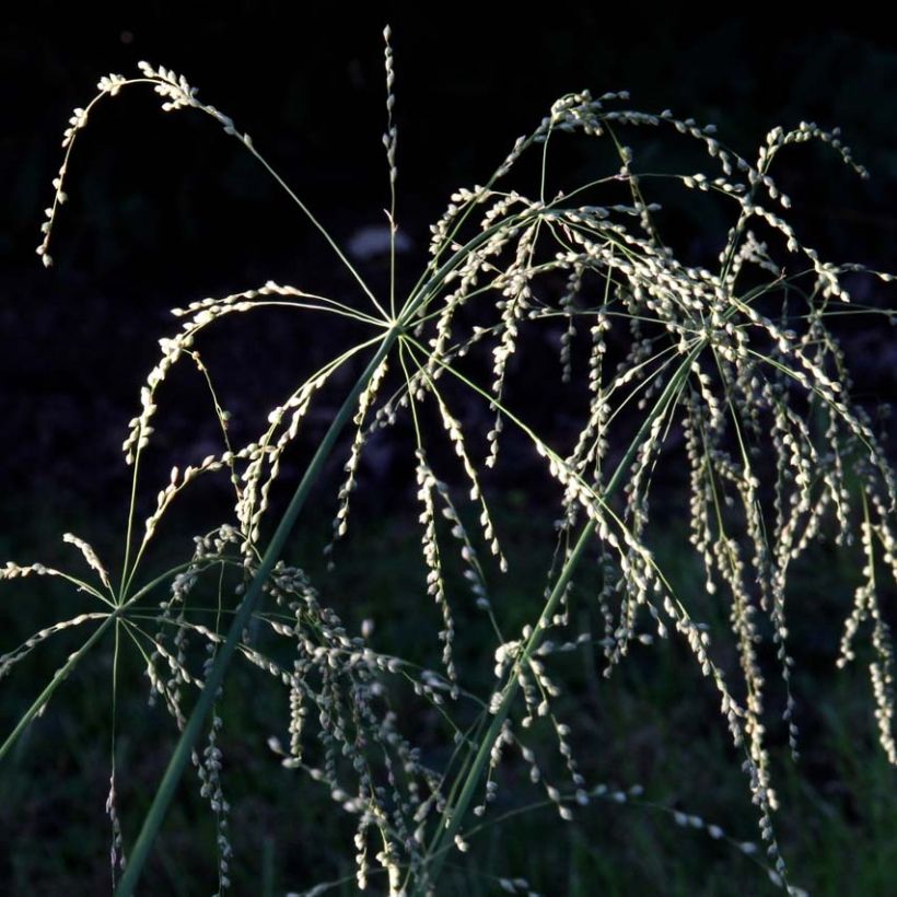 Phaenosperma globosa (Fioritura)