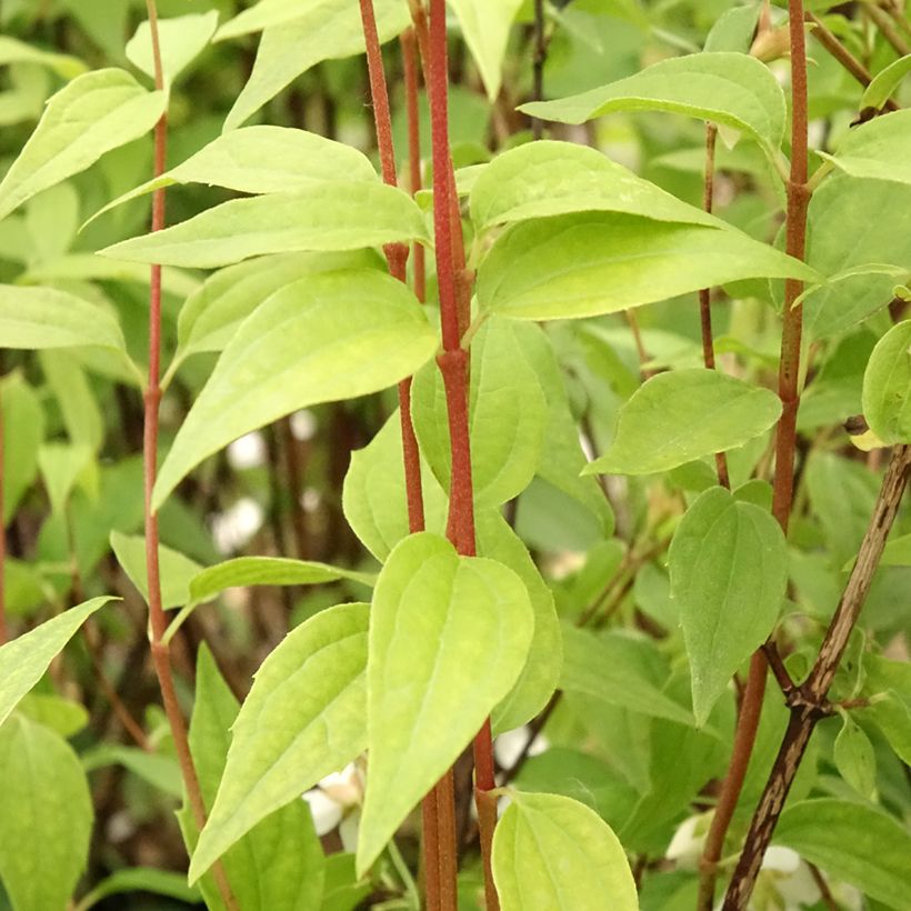 Philadelphus Dame Blanche - Filadelfo (Fogliame)