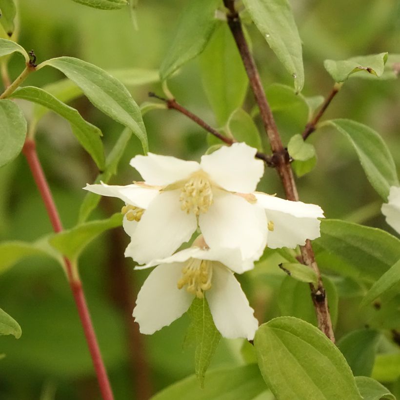 Philadelphus Dame Blanche - Filadelfo (Fioritura)