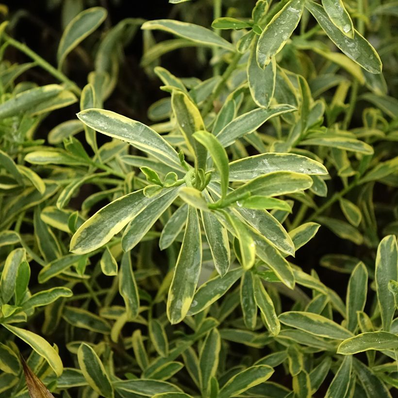 Eriostemon myoporoides Gold Touch (Fogliame)