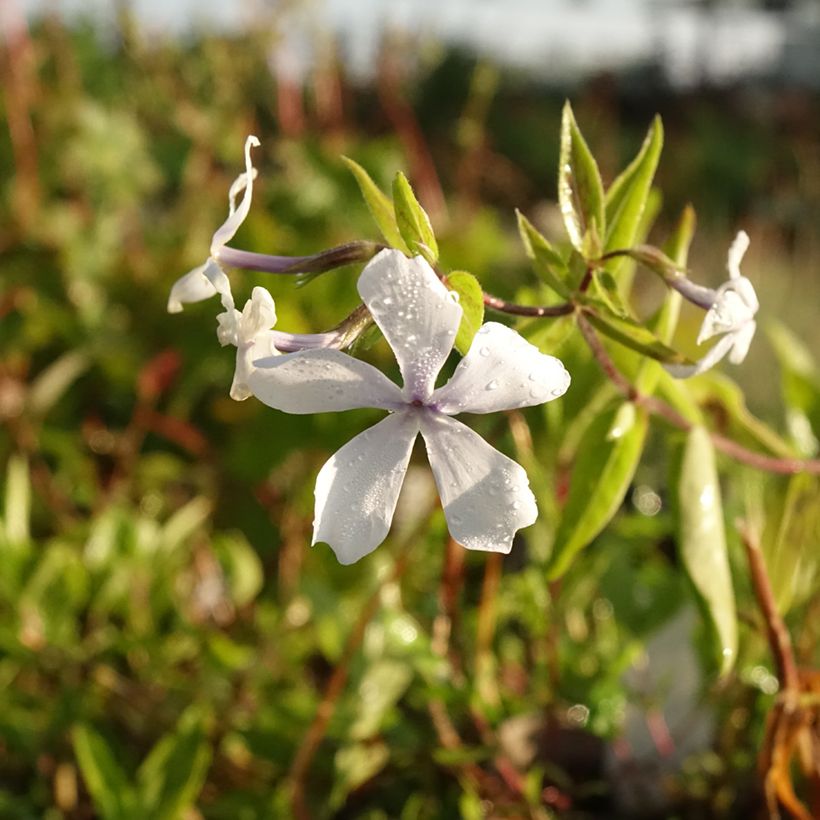 Phlox divaricata White Perfume (Fioritura)