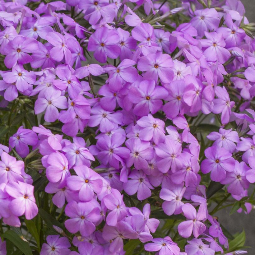 Phlox Forever Pink (Fioritura)