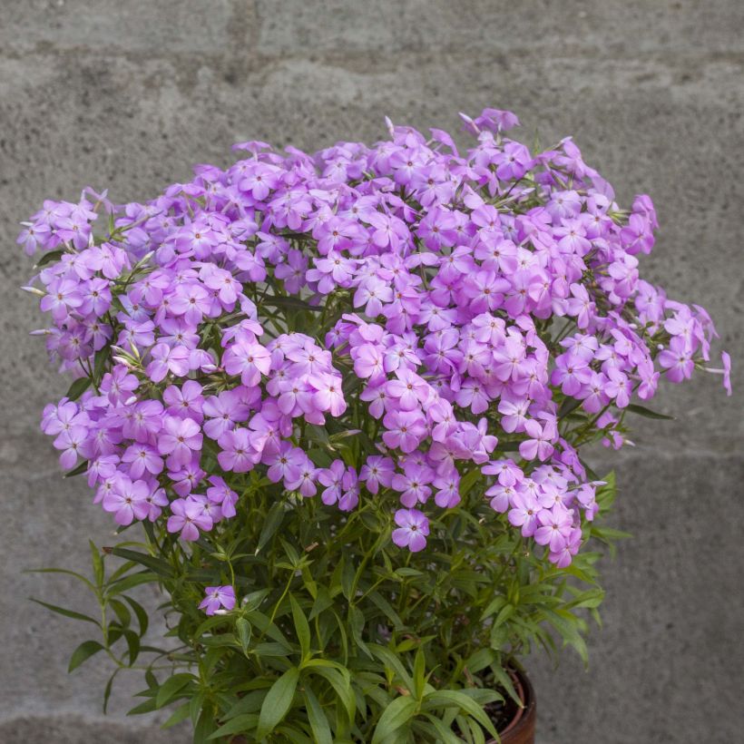 Phlox Forever Pink (Porto)