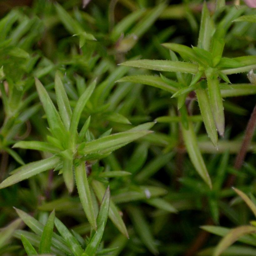 Phlox subulata Candy Stripes - Muscio rosa (Fogliame)