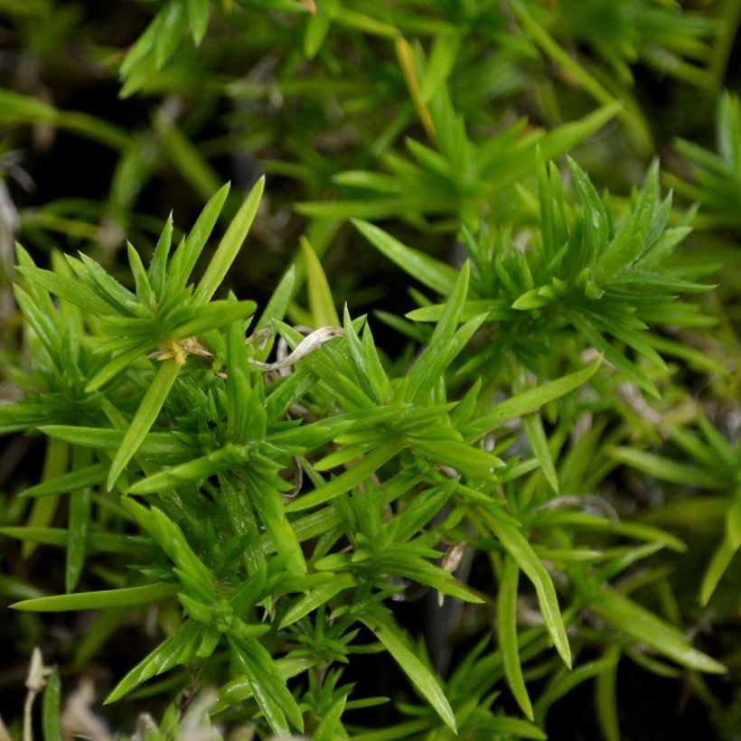 Phlox subulata Moerheimii - Muscio rosa (Fogliame)