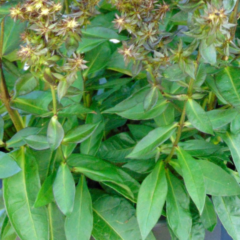 Phlox paniculata Blind Lion (Fogliame)