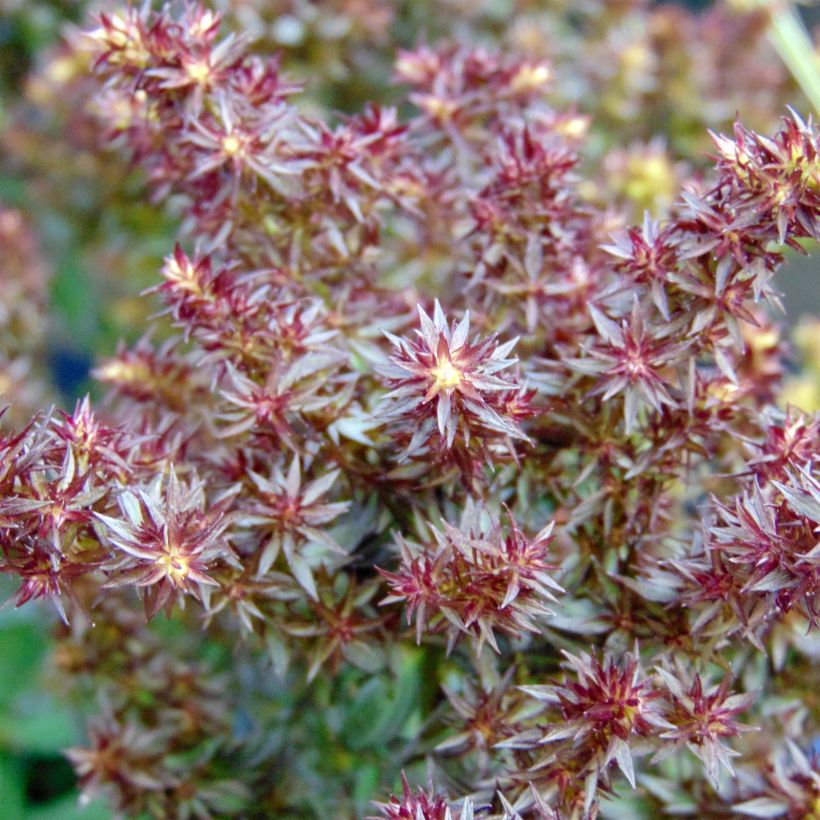 Phlox paniculata Blind Lion (Fioritura)