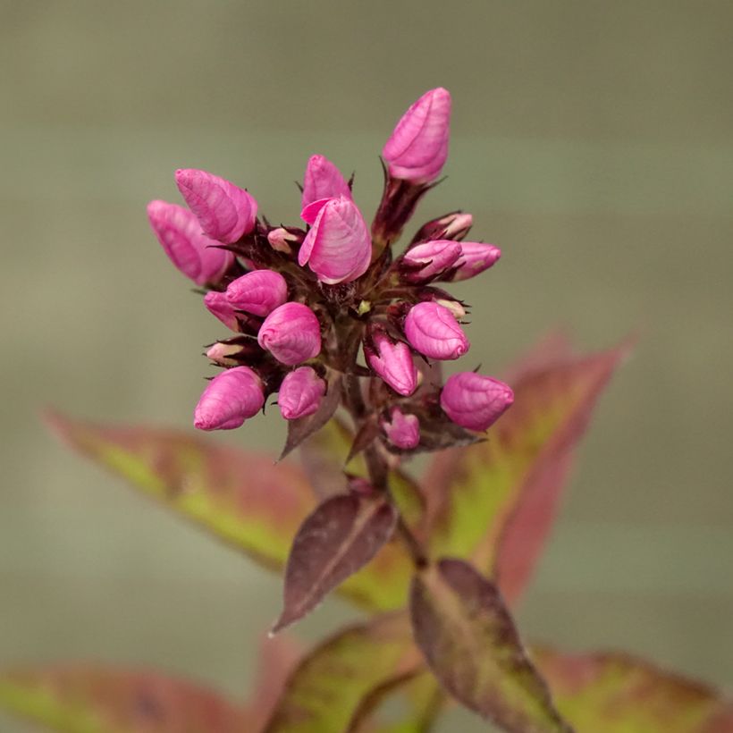 Phlox paniculata Butonik (Fioritura)