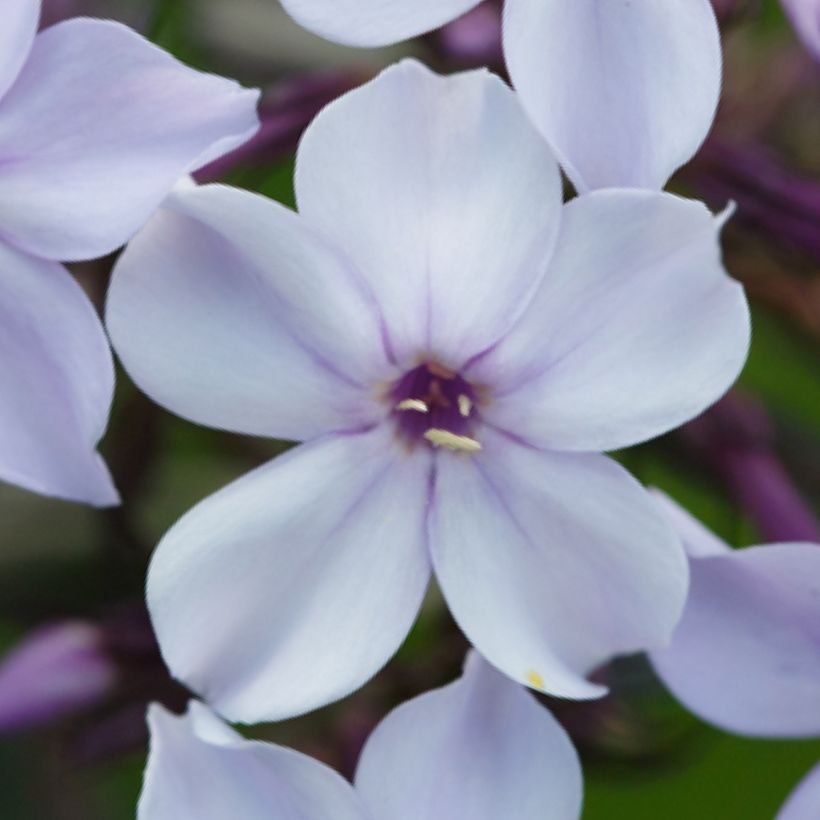 Phlox paniculata Flame Marine (Fioritura)