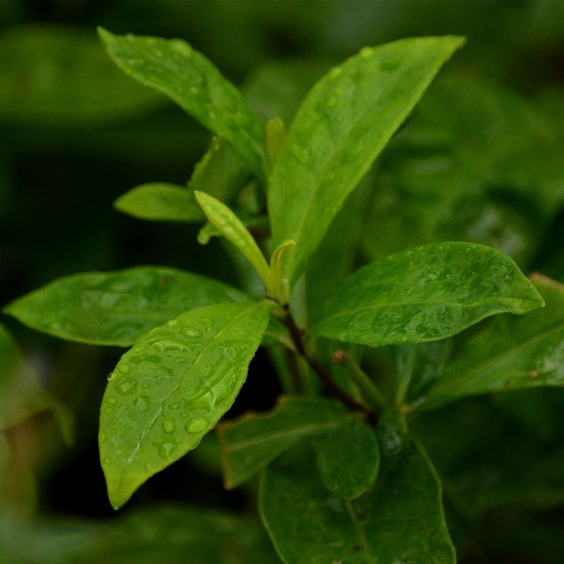 Phlox paniculata Sherbet Blend (Fogliame)