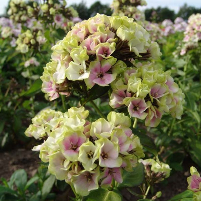 Phlox paniculata Sherbet Blend (Fioritura)