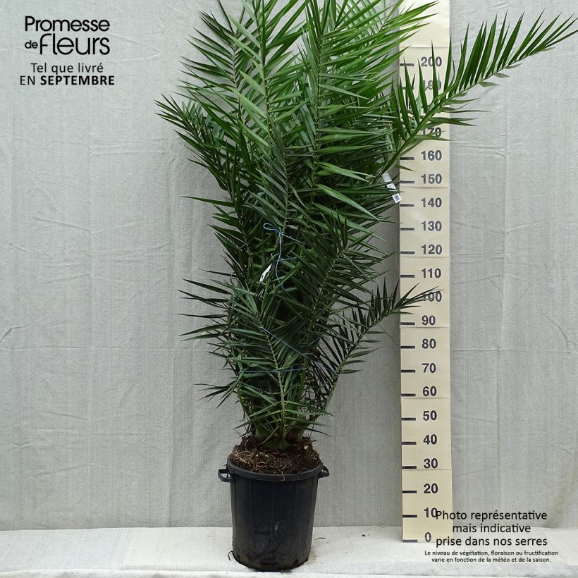 Phoenix canariensis - Palmier dattier des Canaries pot de 35L esemplare consegnato in inverno