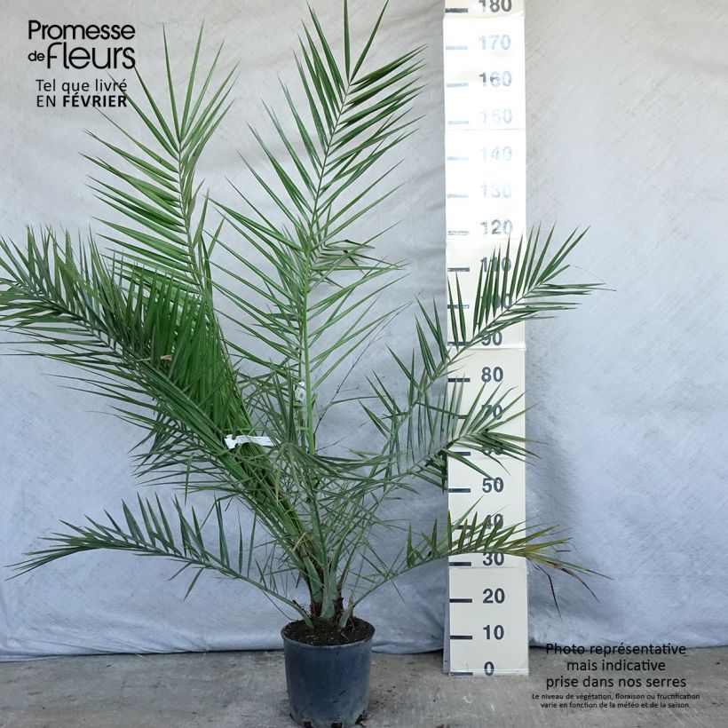 Phoenix canariensis - Palmier dattier des Canaries Pot de 6L/7L esemplare consegnato in inverno