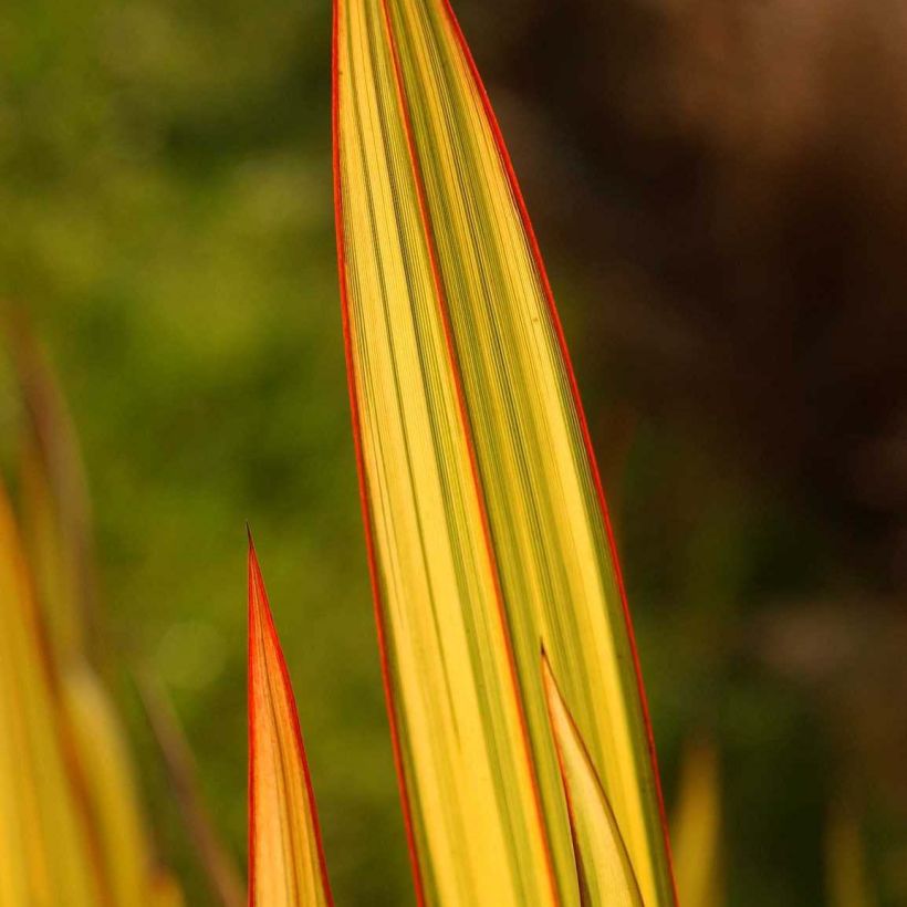 Phormium Apricot Queen - Lino della Nuova Zelanda (Fogliame)