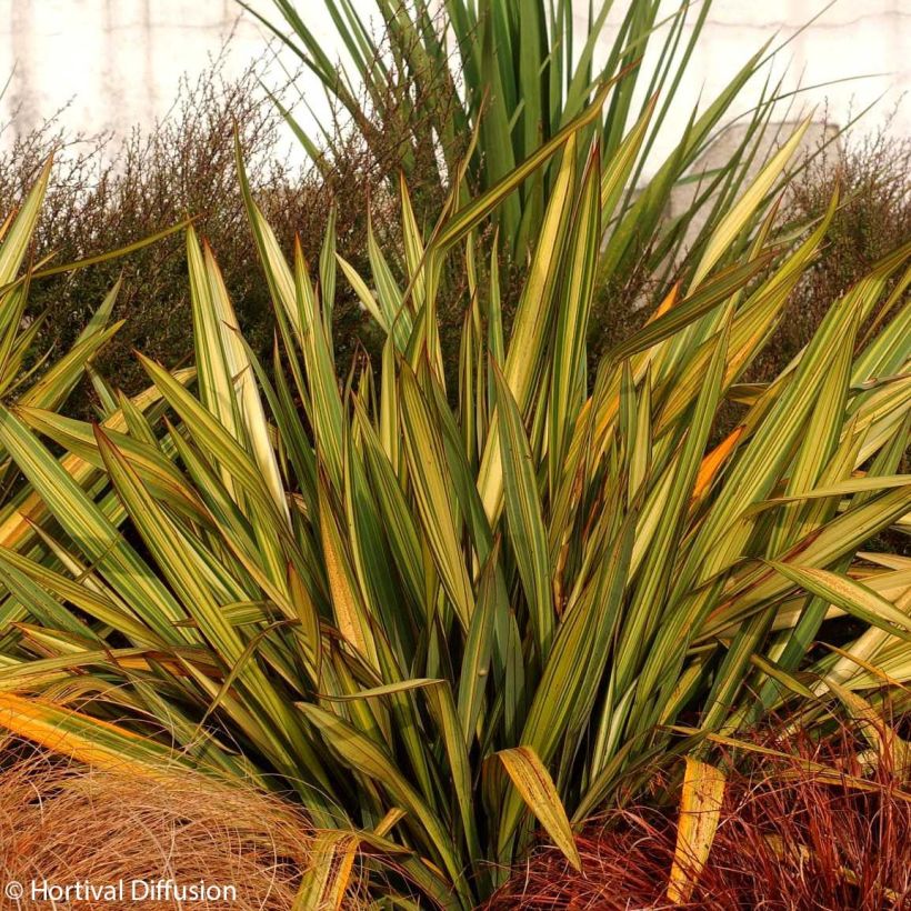 Phormium Apricot Queen - Lino della Nuova Zelanda (Porto)