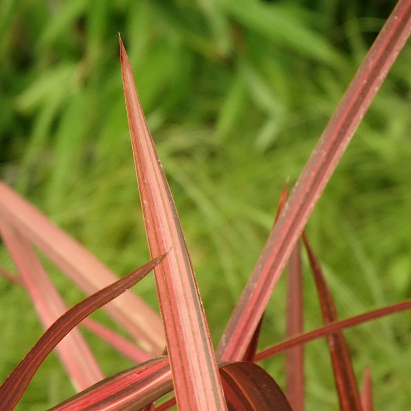 Phormium cookianum Maori Maiden (Fogliame)